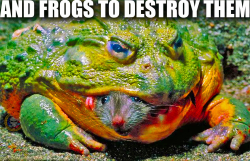 And_Frogs_To_Destroy_Them_2.png