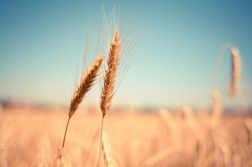 wheat-1024x683.jpg