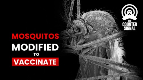 mosquitos-modified-1024x576.jpg