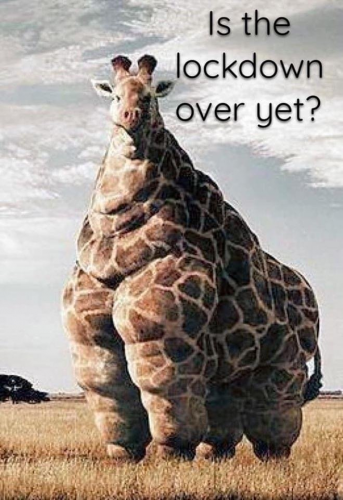 Is_The_Lockdown_Over_Yet_Fat_Giraffe.png