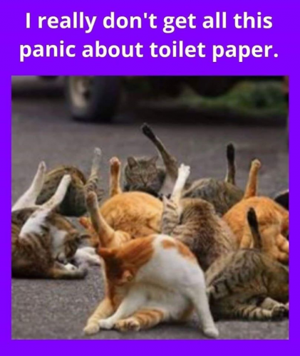 covid-cats-toiletpaper.png