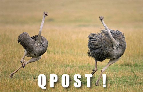 New_QPost_Ostriches.jpg