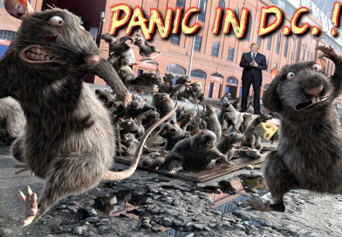Panic_In_DC_Rats.jpg