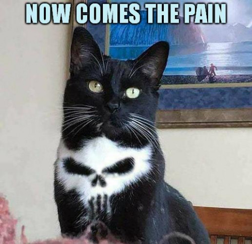 punisher_cat_Now_Comes_The_Pain.jpg