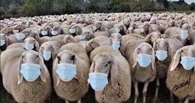 schapen-met-maskers.jpg