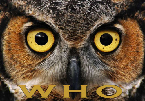 WHO_Owl.jpg