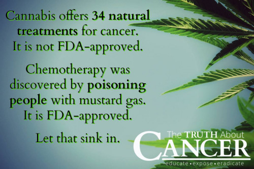 Cannabis_Cure_Cancer_vs_Chemo.jpg