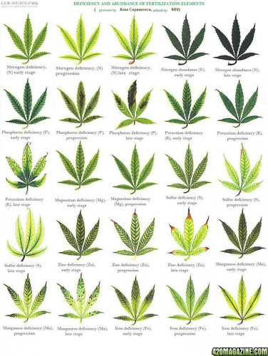Cannabis_Leafs_Deficiency_Abundance.jpg