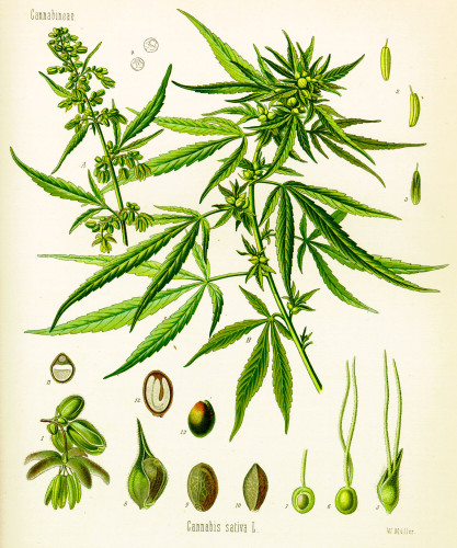 Cannabis_sativa_Koehler_drawing.jpg