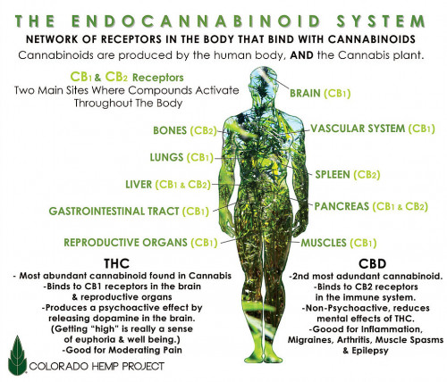 endocannabinoid_system.jpg