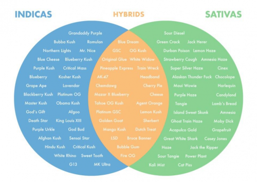 Sativas_en_Indicas.png