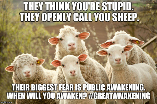 They_Think_You-re_Stupid_Sheep.jpg