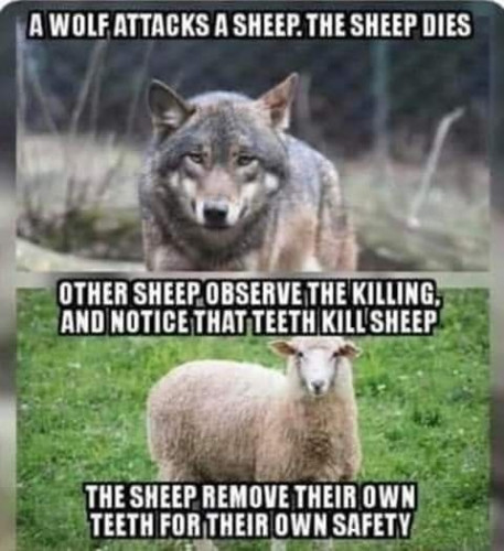 Wolf_Sheep_Remove_Teeth.jpg