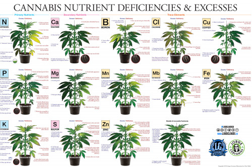 Cannabis_Nutrients_Deficiency_Excess.jpg