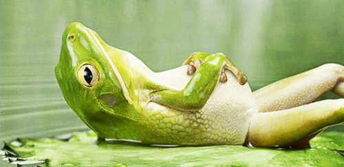 frog-relax.jpg