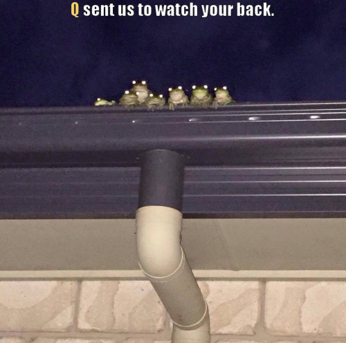 Frogs_watch_Thank_Q.jpg
