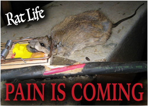 Pain_Is_Coming_Rat_Life.jpg