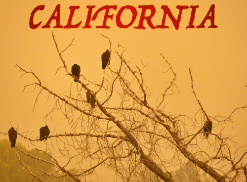 California_Vultures.png
