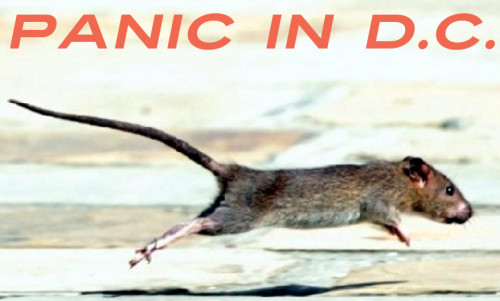 Panic_In_DC_Rat.jpg