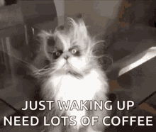 coffee-cat.gif